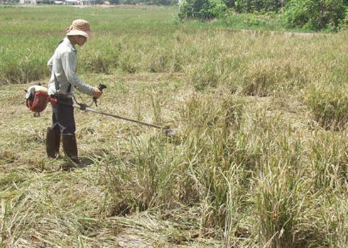 Nhà nông khóc trước cánh đồng lúa toàn hạt lép